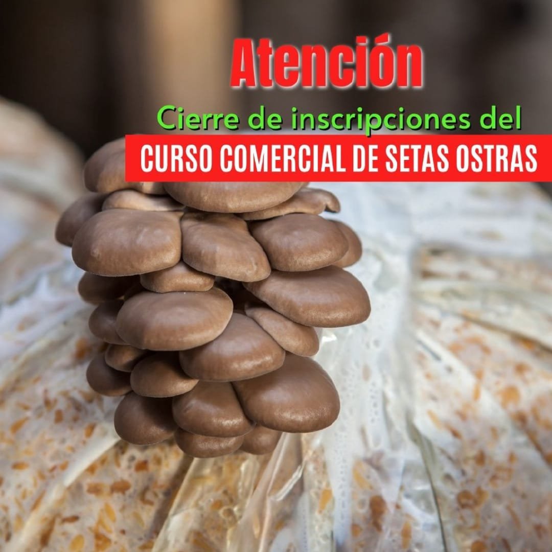 Producción de Setas Orellanas